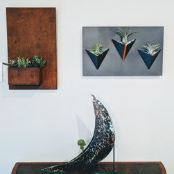 Air Plants and Planters - Home Decor