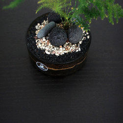 Terrarium in shapes - Terrariums