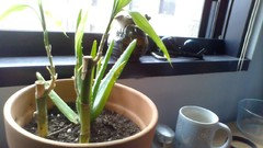 Dying Lucky Bamboo? | Houzz Forum