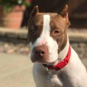 Jennifer Nigro's photo