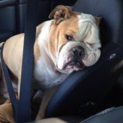 Natalie Torre's photo