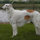 zoi144