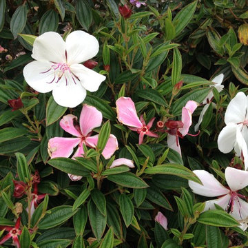 Burnside Native Garden