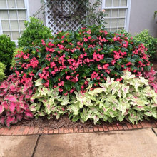 Annuals