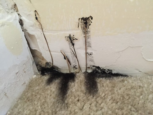 Black Dust Like Mold With Tendrils Growing - Black Mold In Bathroom Cabinet