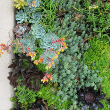 drought tolerant garden