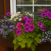 Window Boxes