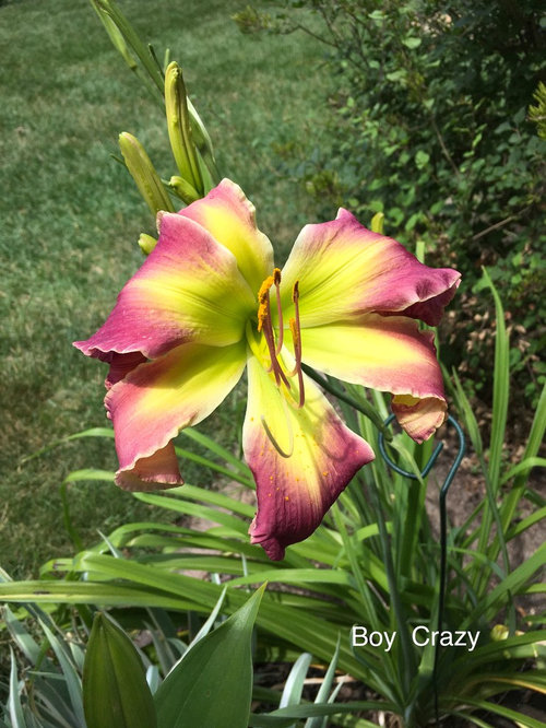 B Daylilies 2018
