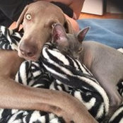 Dawn Gullusci's photo