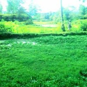 Eva Sitepu's photo