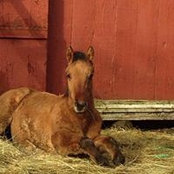 Shelly Lessard's photo