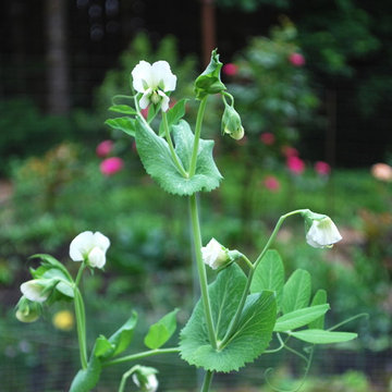 G A R D E N - The Edible Garden
