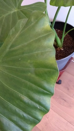 Elephant Ear plant slowly yellowing and dying | Houzz Forum