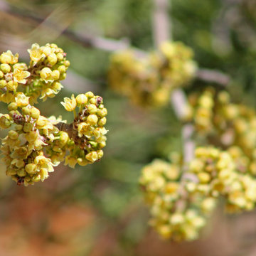 Rhus Trilobata / Skunkbush Sumac