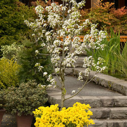 Jack&reg; Flowering Pear - Plants