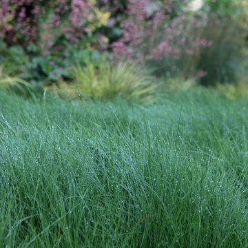 IdealMow (Red Fescue) Lawn
