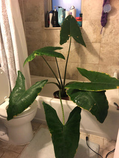 Can I cut back my Alocasia Zebrina? | Houzz Forum