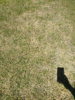Can You Over Water Bermuda Grass: Avoid These Costly Mistakes