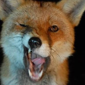 Hakkaa The Greedy Fox's photo