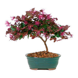 Bonsai Trees For sale - Wreaths And Garlands