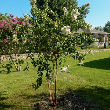 Flowering Trees & Shrubs