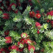Hedging plants