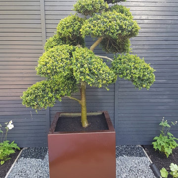 Large garden in Edgbaston - Phase 1