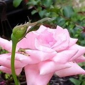 Laurie Roark's photo