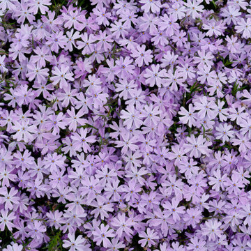 Floral Photography