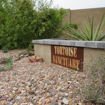 Modern Tortoise Landscape - Mesa, AZ