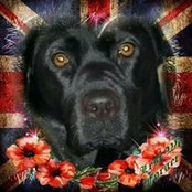 Foto von Welsh Tinker