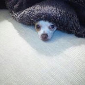 David Smith's photo
