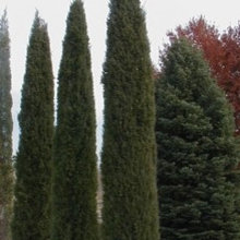 Skinny evergreens