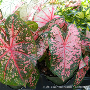 Tropicals