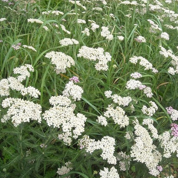 Residential Landscaping