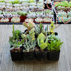 Assorted Succulent Packs - Products