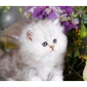 Michele Minnick's photo