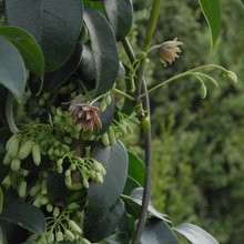 Gardens, Plants
