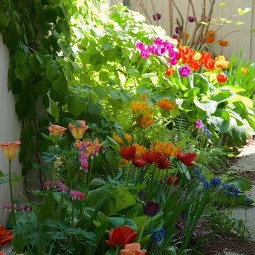 Spring Tulips in Cambridge, MA