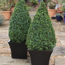 Plants and trees