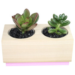 Contemporary Plants Sedum and Crassula - 3" Domestic Hardwood Potted Cactus and Succulents