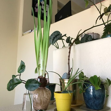 Interior Plantscapes & Design