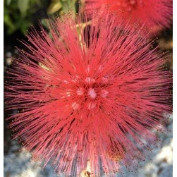 Garden photos - Products