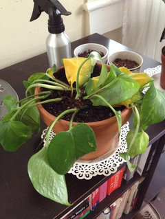 Golden Pothos: I thought these were hard to kill? | Houzz Forum
