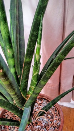 My fernwood got spiked | Houzz Forum