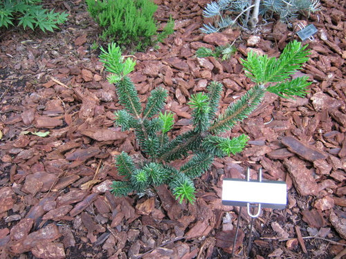 Abies amabalis/fraseri/other less common firs Photo Gallery 2010 ...