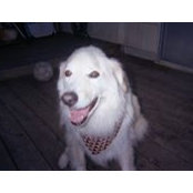 Terry Cobb's photo