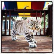 Aaron Koransky's photo