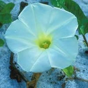 Gina Sturgill Burson's photo