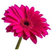 Maria Bouchard's photo